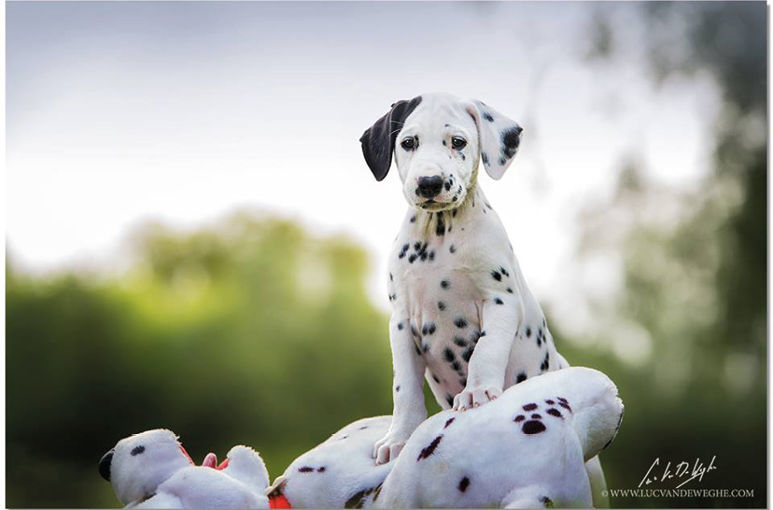 Never a dull moment with a dalmatian